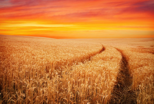 Beautiful landscape with field of wheat and sunset sky. Meadow o