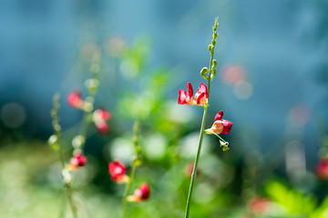 little red flowers