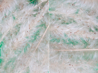 Obraz premium seed of a horse's tail grass background