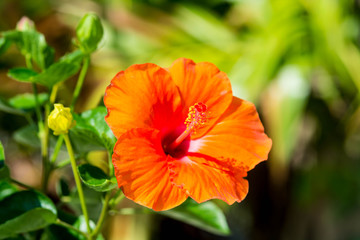 Orange Hibiscus Flower