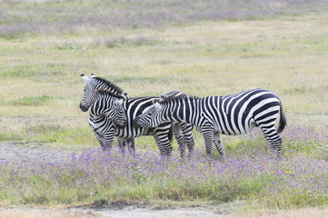 Zebras im Ngorongorokrater