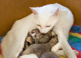 Cloudy sky reflecting from river running through green fields and grass.