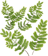 Collected Dawn Redwood twig leaves of macro isolated on white ba © Aania