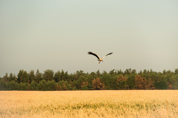 Аист в полете
