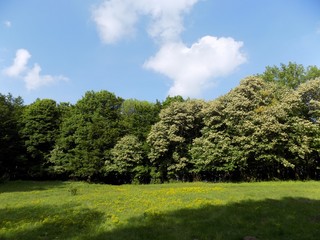 Meadow, forest and sky