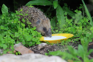 Ежик пьет молоко