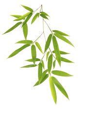 Obraz premium Green bamboo leaves isolated on white background