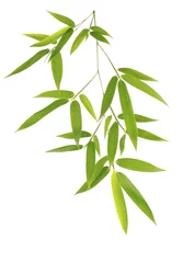 Poster Bambou Green bamboo leaves isolated on white background