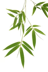 Tissu par mètre Bambou Green bamboo leaves isolated on white background