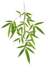 Crédence de cuisine en verre imprimé Bambou Green bamboo leaves isolated on white background
