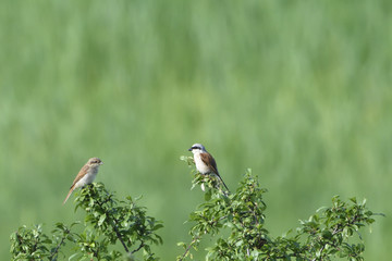 Neuntöter Pärchen