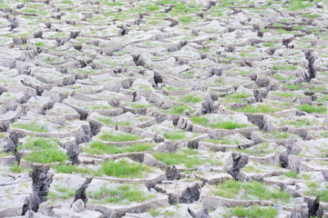 Green grass on cracked earth