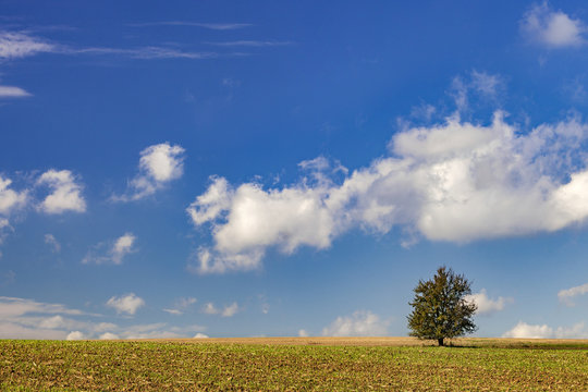 Baum auf dem Acker mit blauem himmel und Sonnenschein 