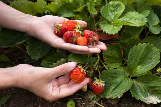 hand gathering strawberries, closeup