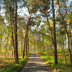 Fototapeta premium Narrow foot path in pine forest in spring