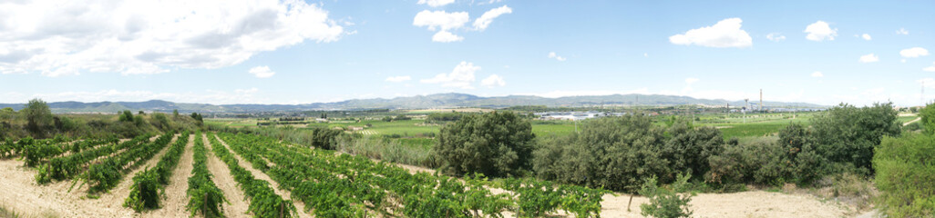 Fototapeta na wymiar Panorámica de plantaciones de viñas en La Gornal, Barcelona