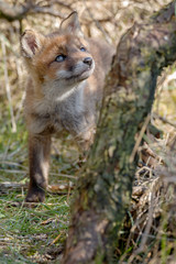 Young red fox cub