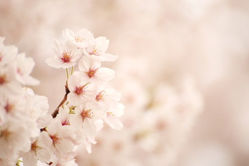 満開の桜