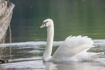 Schwan in der Natur
