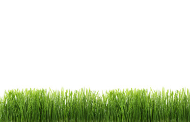 Green grass isolated on white