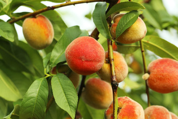Ripe peaches fruits on a branch, outdoor
