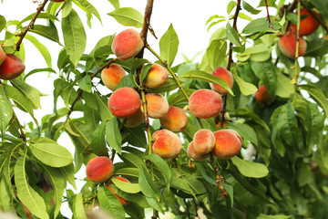 Peaches fruits on a branch, outdoor
