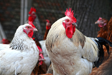 Chickens on traditional free range poultry farm