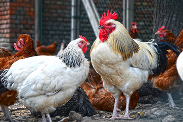 Chickens on traditional free range poultry farm