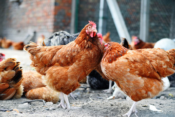 Chickens on traditional free range poultry farm