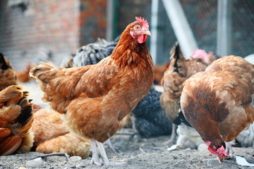 Chickens on traditional free range poultry farm
