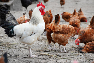Chickens on traditional free range poultry farm