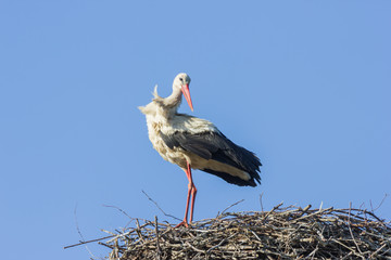 Storch in luftiger Höhe, Wind, Nest