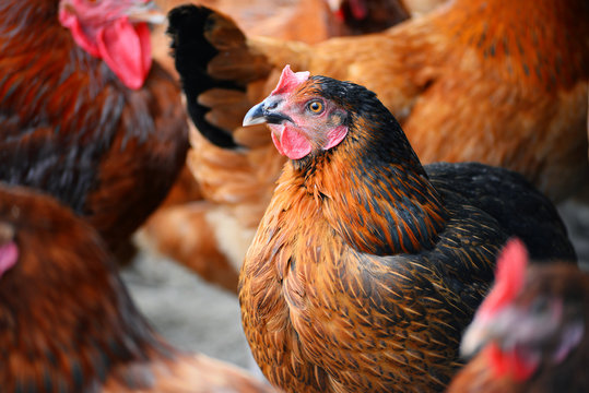 Chickens on traditional free range poultry farm