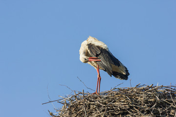 Storch putzt sich mit dem Schnabel