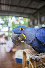 hyacinth macaw parrot