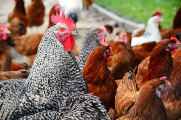 Chickens on traditional free range poultry farm