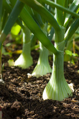 Growing onion blured background