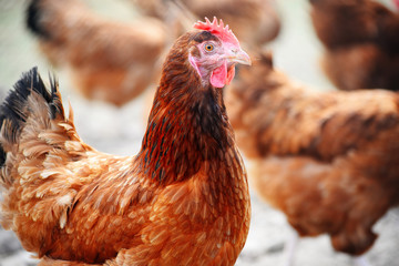 Chickens on traditional free range poultry farm