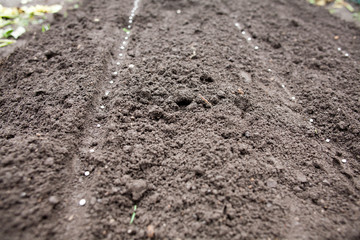 Sow seeds