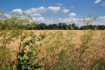 Summer Field 