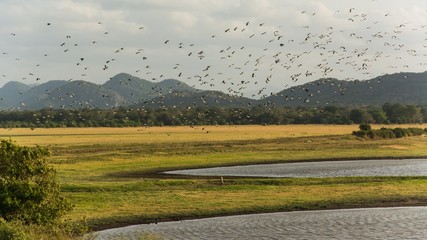 elephant watching on a safari game drive