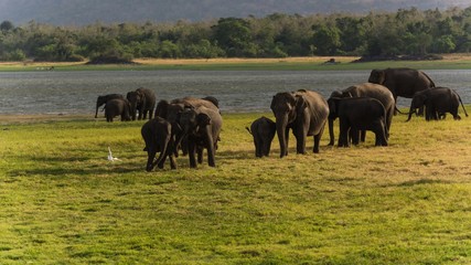 elephant watching on a safari game drive