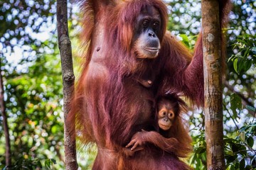 spotting wild orang utans while trekking the jungle of sumatra