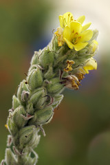 Yellow flowers on top of cactus