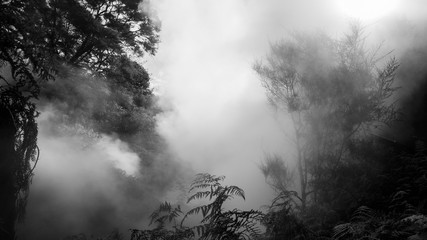 Foggy trees due to a boiling river (volcanic activity) in New Zealand