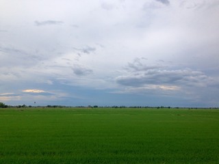 Fototapeta premium Green fields