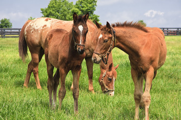 Obraz premium Mare Horse and Colts in a Kentucky Pasture