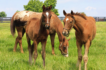 Mare Horse and Colts in a Kentucky Pasture
