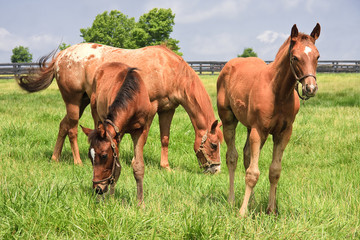 Fototapeta premium Horses in Kentucky