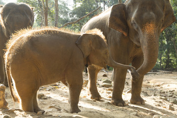 Chiang Mai elephant camp